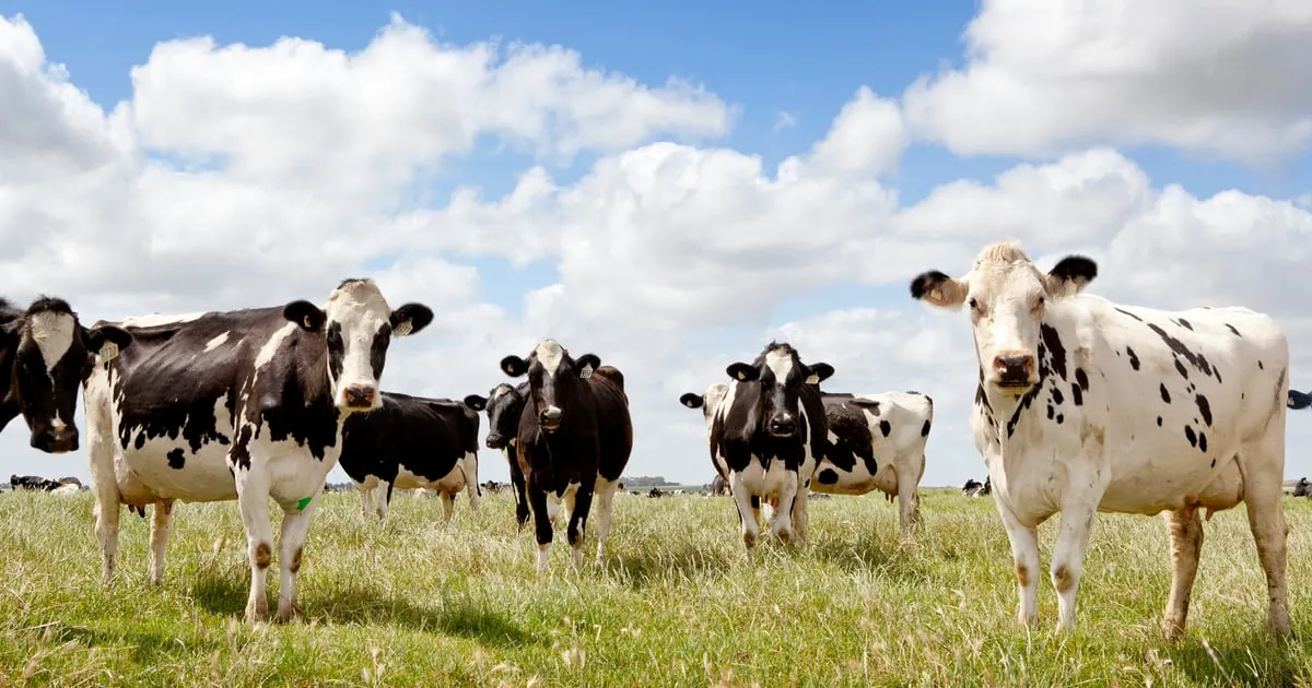 Coopers cattle grazing on open pasture — 100% grass-fed
